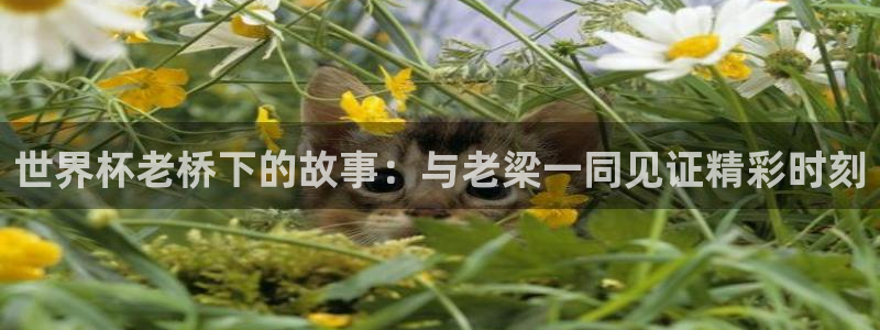 世界杯欧洲区赛程：世界杯老桥下的故事：与老梁一同见证精彩时刻